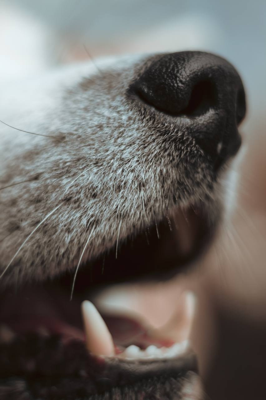 Лёша и верный друг Кейко. Ваш семейный фотограф в Минске — Вика Трегубова