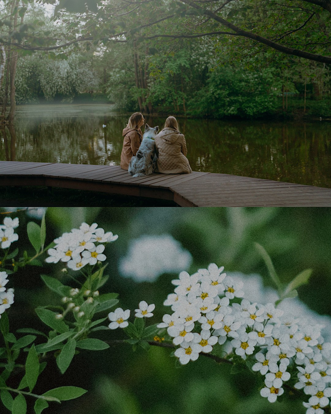 Света, Катрин и Умка. Фотограф анималист в Москве и Санкт-Петербурге Свиридова Анна