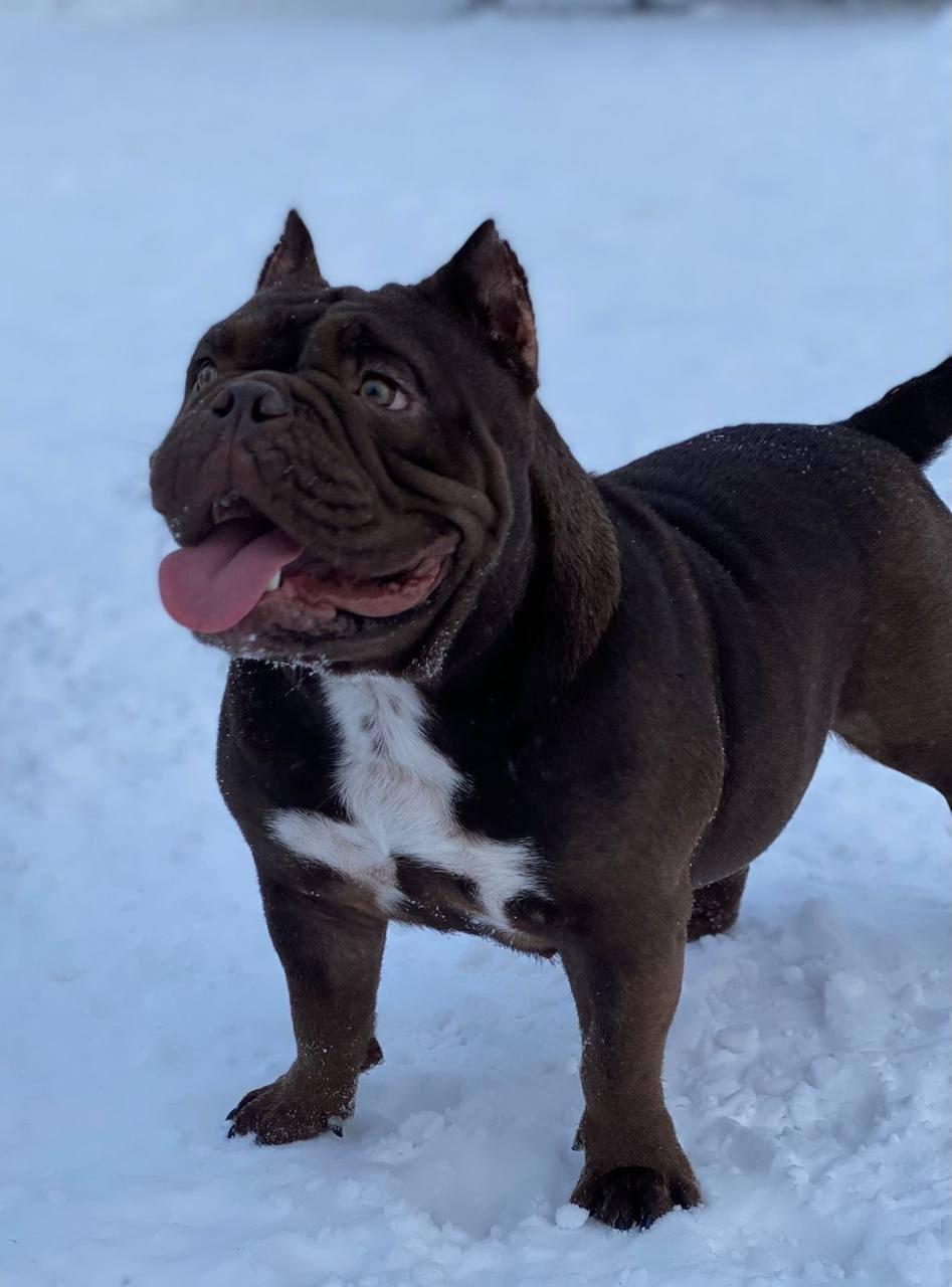 Купить Булли Волгоград, Купить Американского Булли Волгоград, Американский Булли Волгоград, Купить щенка Булли Волгоград,  Питомник Американских булли Волгоград, 