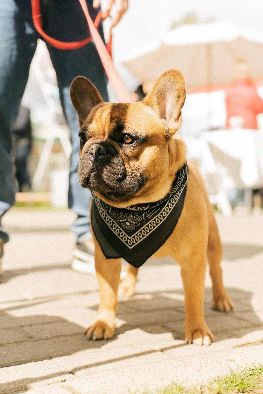 Парад Бульдогов. Axenov_eugene