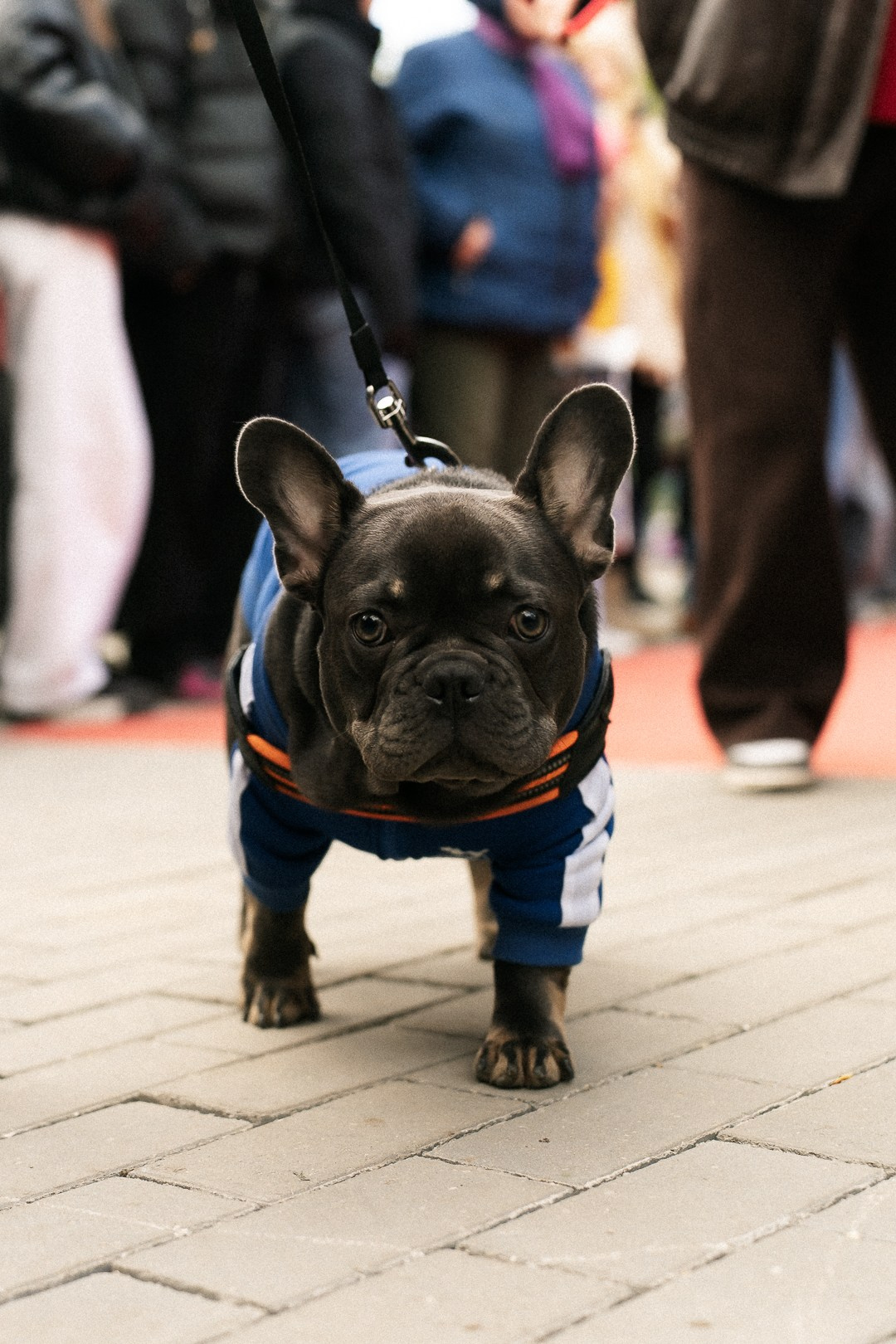 Парад Бульдогов. Axenov_eugene
