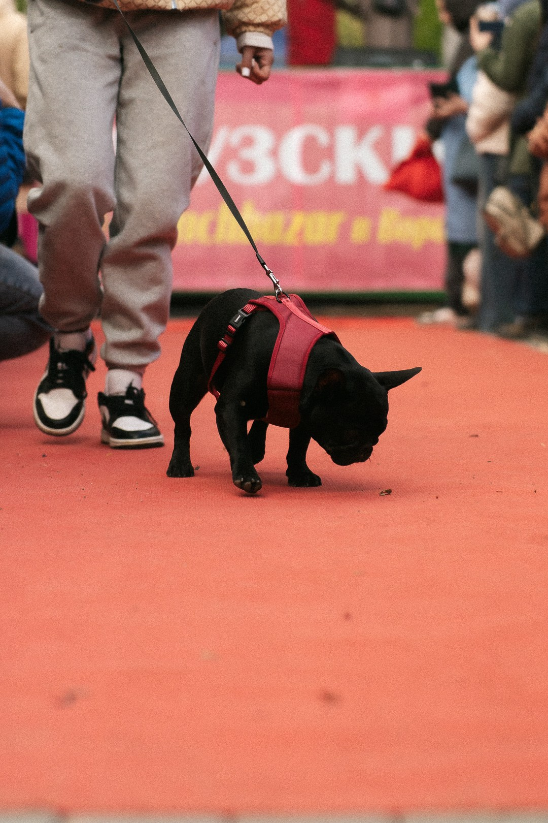 Парад Бульдогов. Axenov_eugene