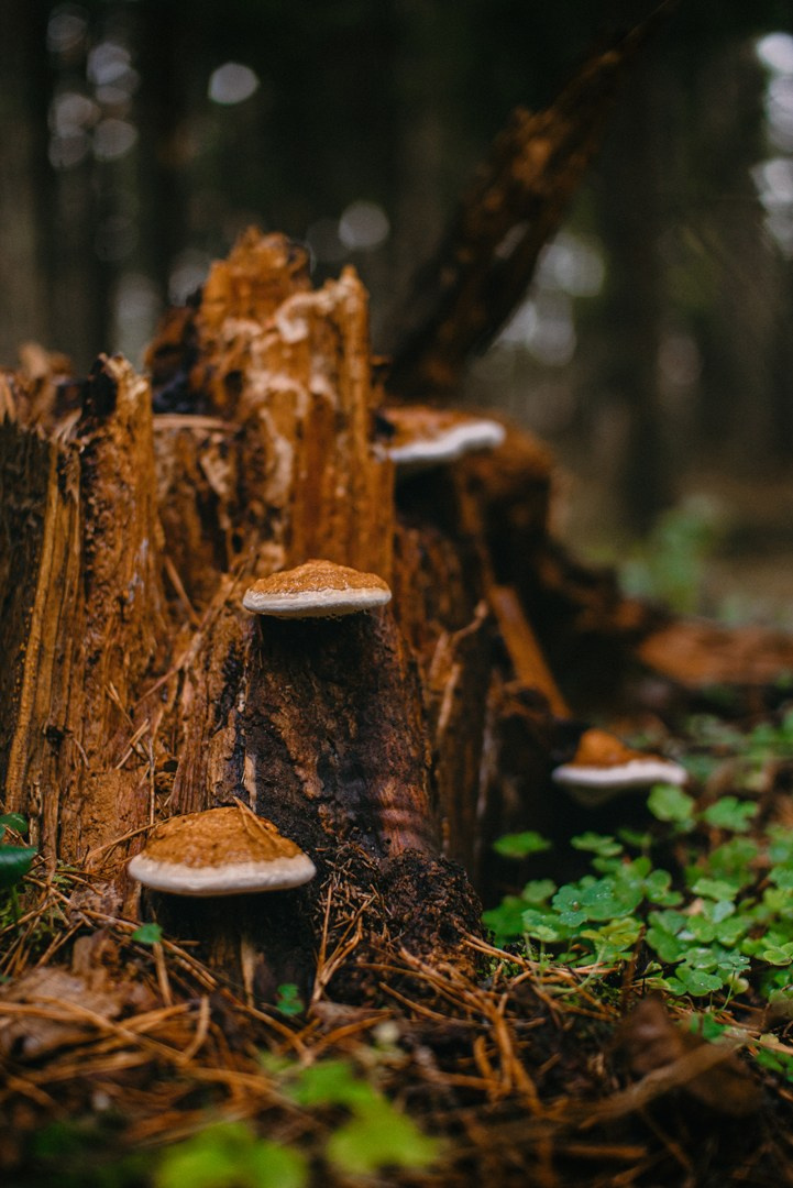 Фотосъемка джипа Range Rover в лесу. Жуков Илья  свадебный фотограф в Москве