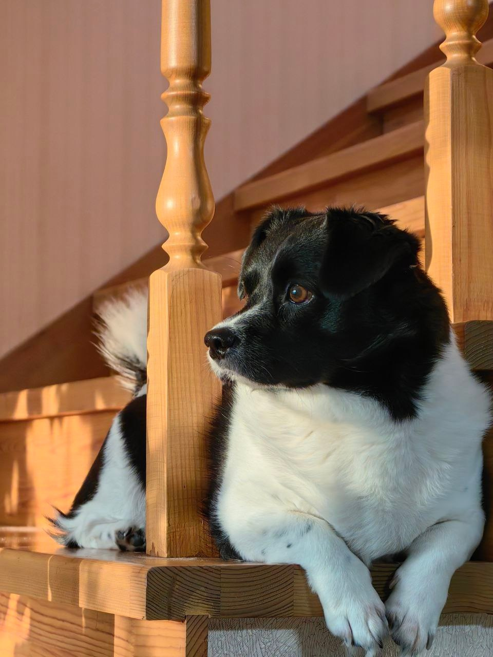 Любимые хвостики