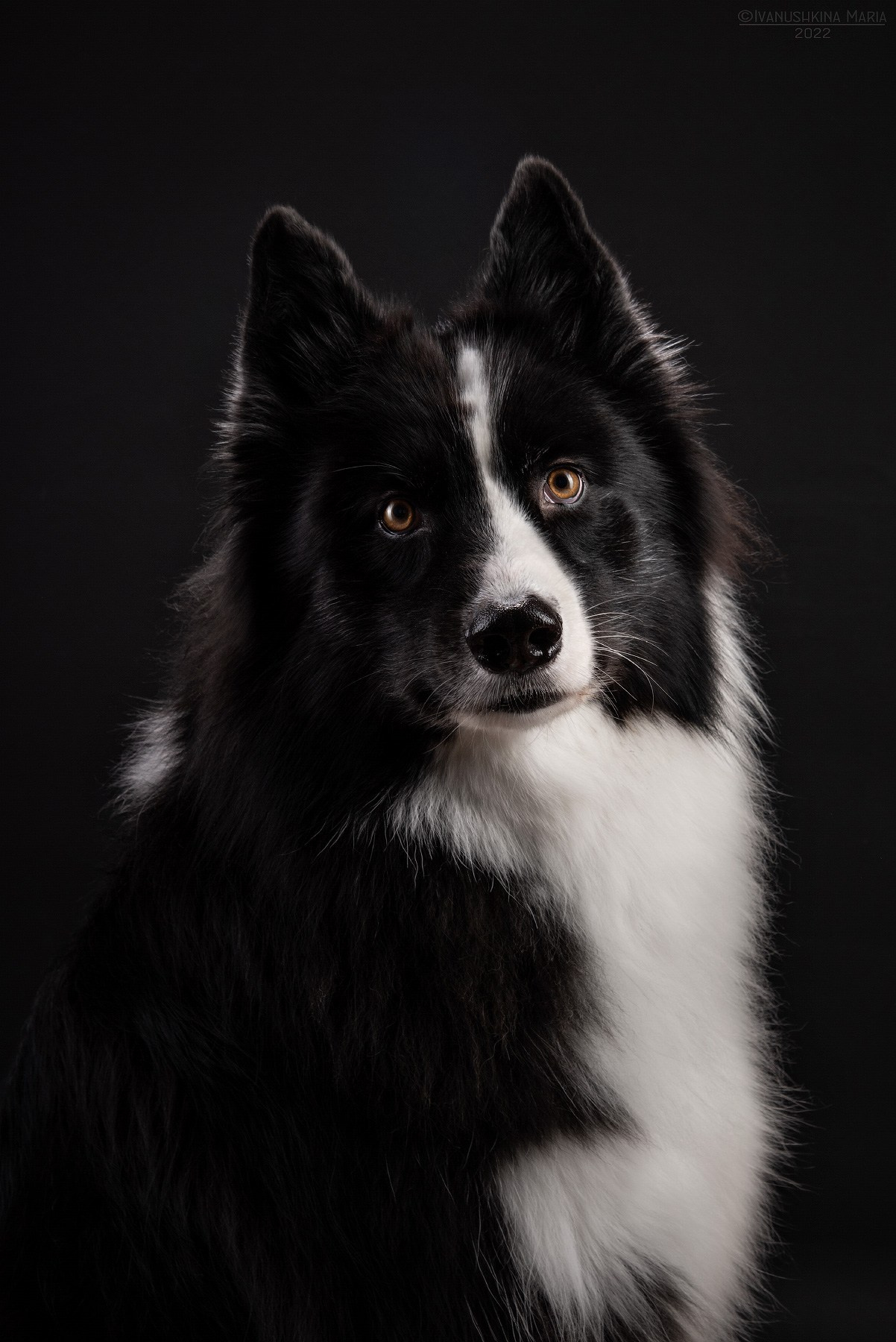 Фотосессия собаки в студии. Фотограф собак в Москве и Московской области Иванушкина Мария