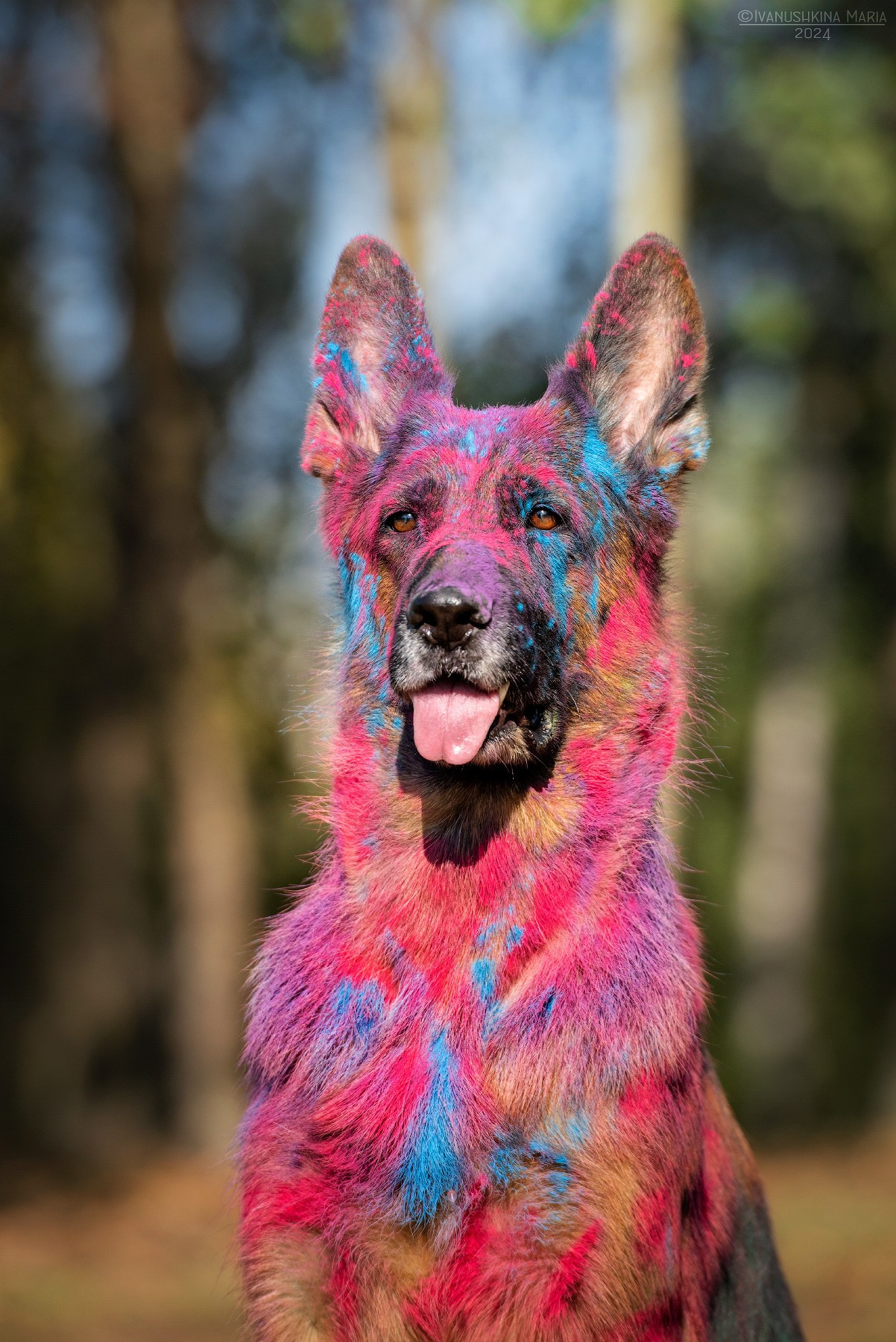Фотосессия собаки с красками холи. Фотограф собак в Москве и Московской области Иванушкина Мария
