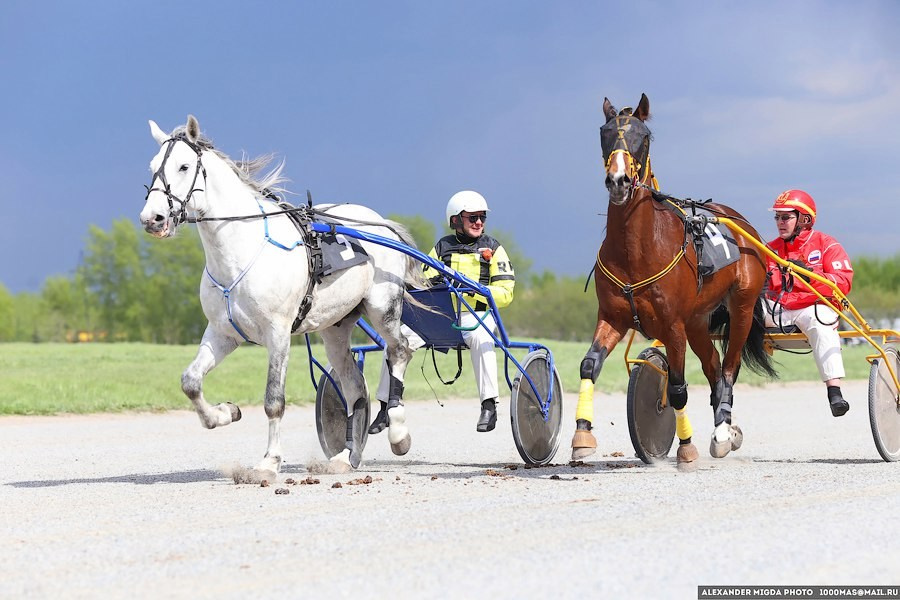 Динамика соревнований на ипподроме