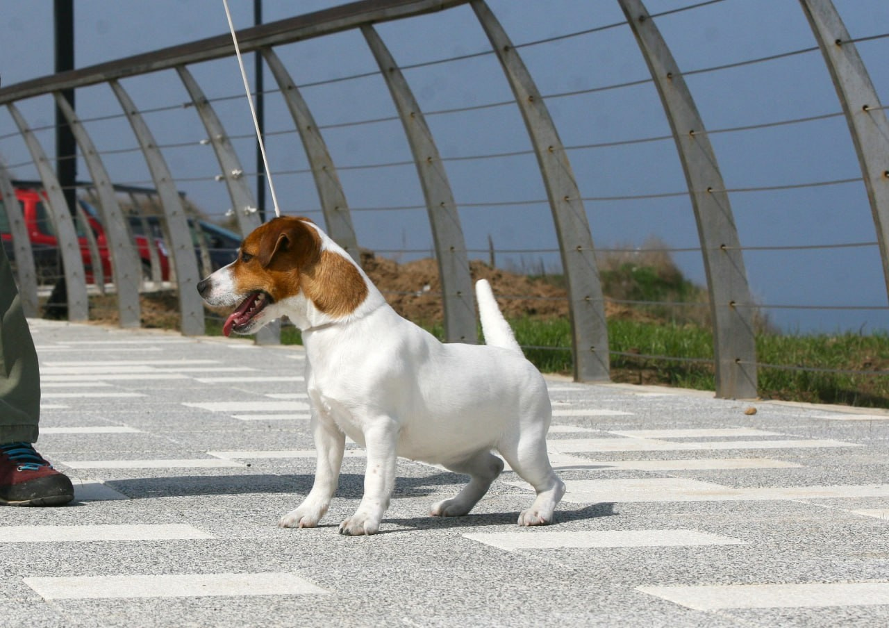 Diskaydzheks Uma Turman. Lovely-Orange питомник джек рассел терьеров