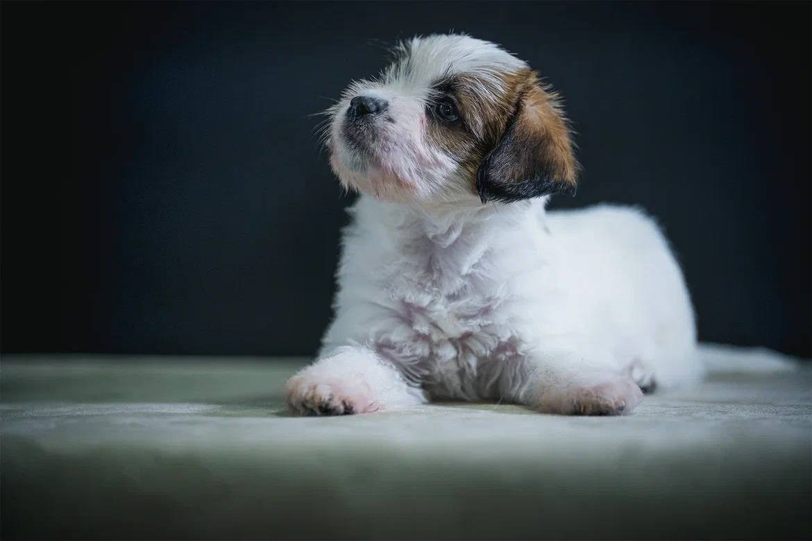 Кобель 1. Lovely-Orange питомник джек рассел терьеров