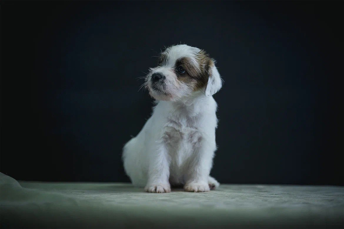 Сука 2. Lovely-Orange питомник джек рассел терьеров