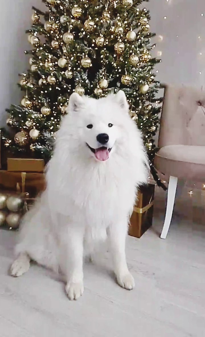 Фотостудия ‌Glory. Самоед Новосибирск