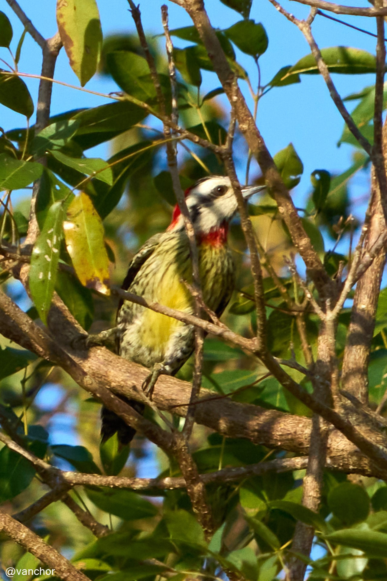 Куба. Сиенага де Сапата. Объектив бродяги