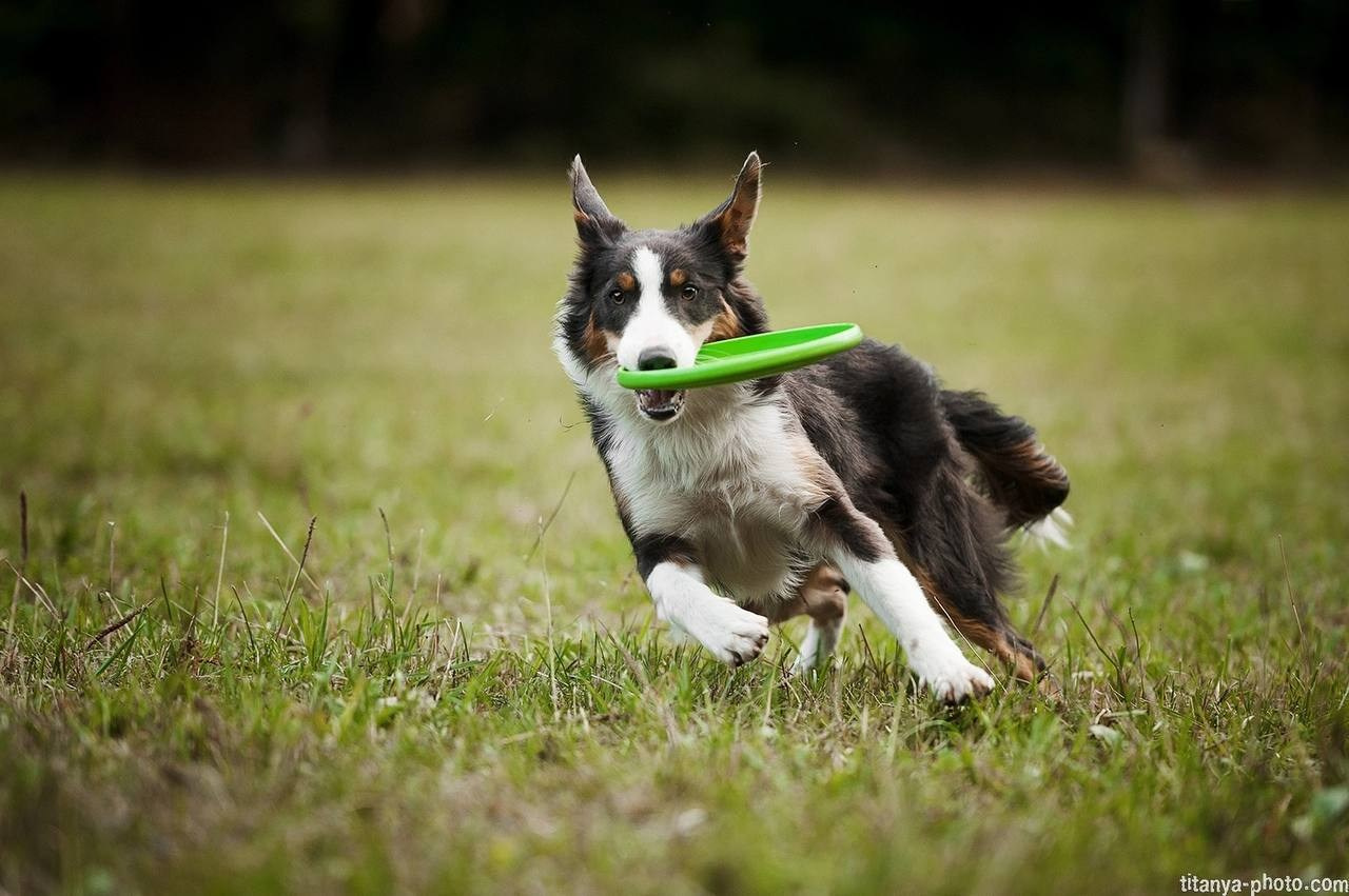 Чемпионат России по дог-фризби (2018, перенос со старого сайта). Фотограф собак, фотограф-анималист Аня Титова (Titanya). Москва