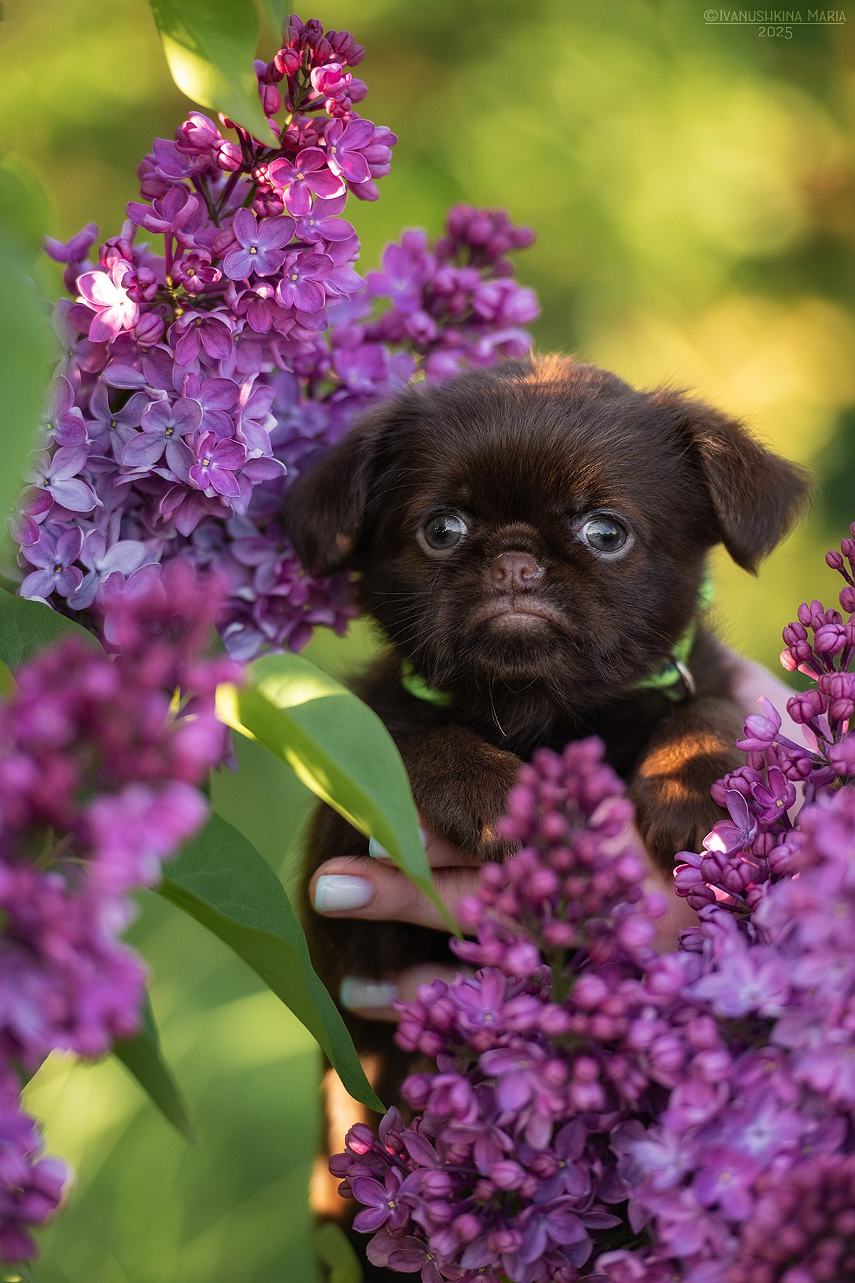 Фотосессия щенков на продажу. Фотограф собак в Москве и Московской области Иванушкина Мария