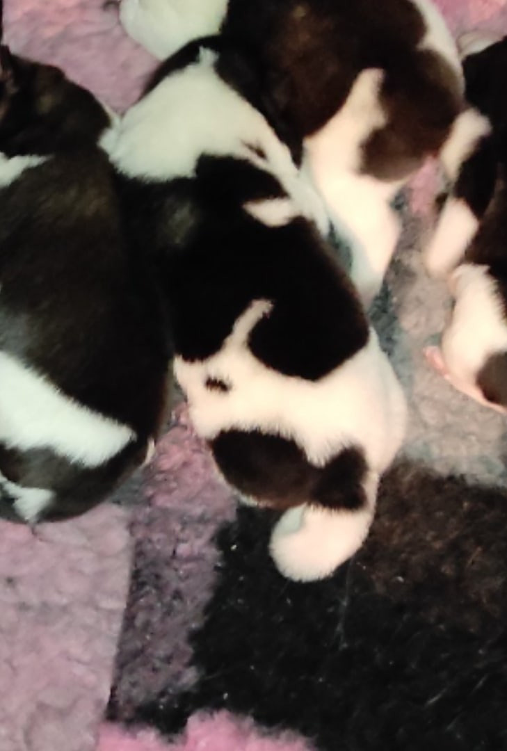 Помёт П Американская Акита Дата рождения 05.04.2022 Мама DANCING QUEEN Папа Dilinze's Hause Orion щенки Акита американская купить санкт-петербург