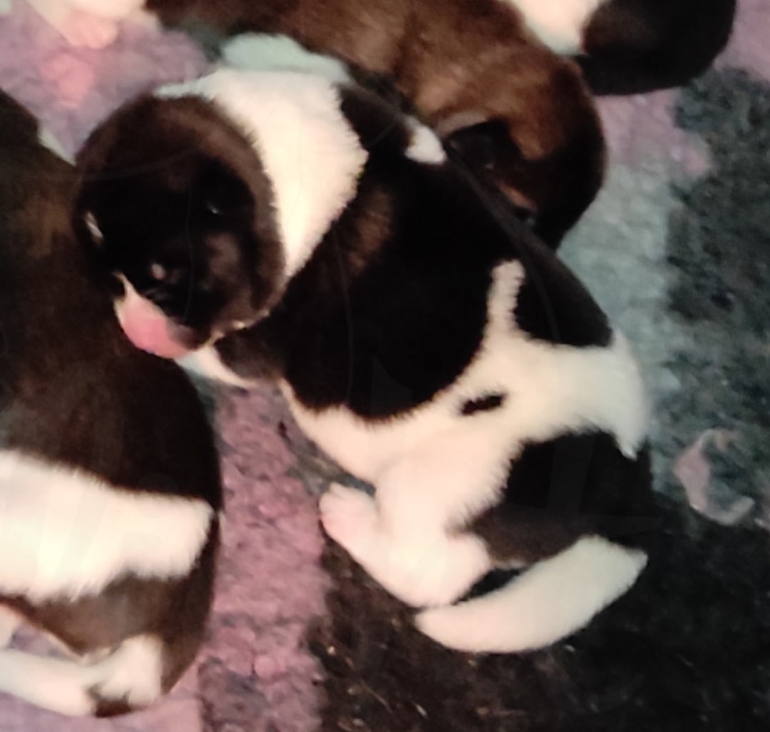 Помёт П Американская Акита Дата рождения 05.04.2022 Мама DANCING QUEEN Папа Dilinze's Hause Orion щенки Акита американская купить санкт-петербург