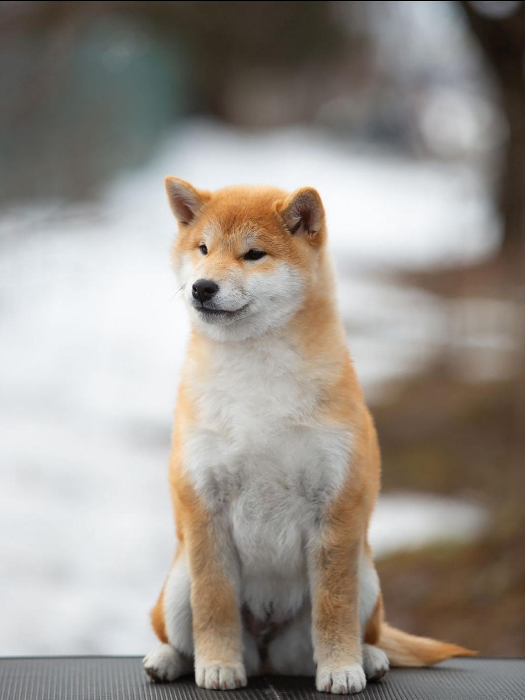 Ассоль * HANDZIMEMESITE ASOLL  сиба питомник Rubylight