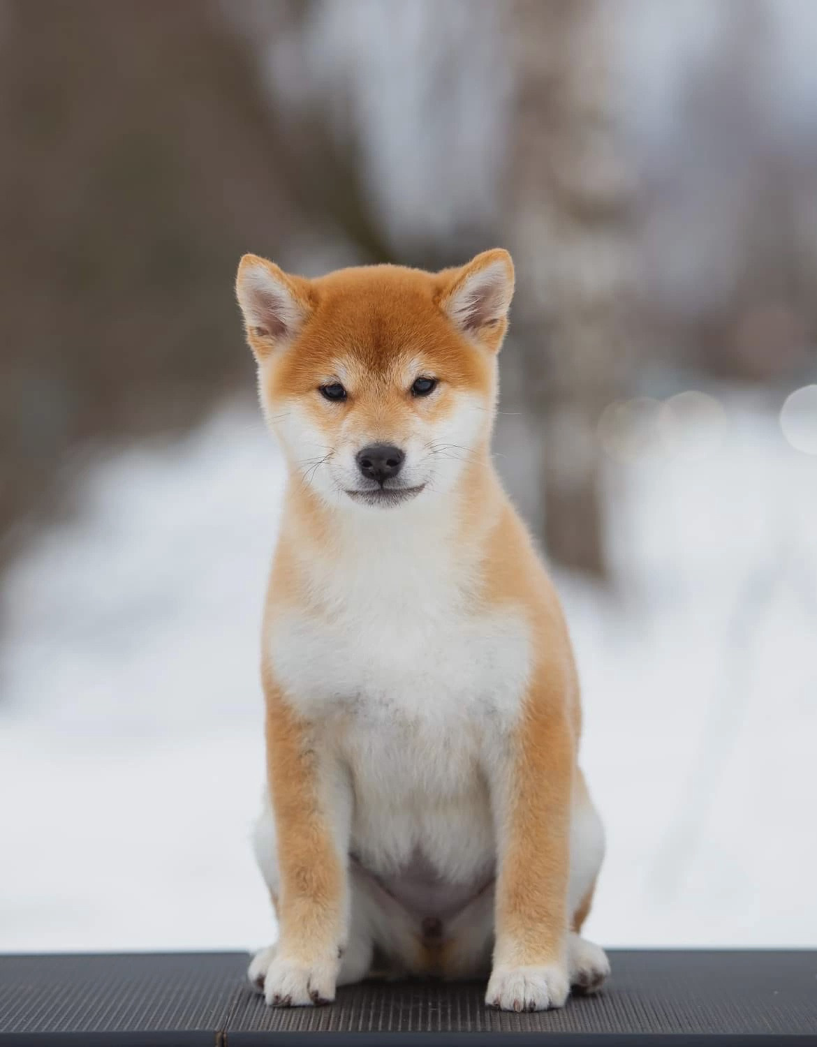 Ассоль * HANDZIMEMESITE ASOLL  сиба питомник Rubylight