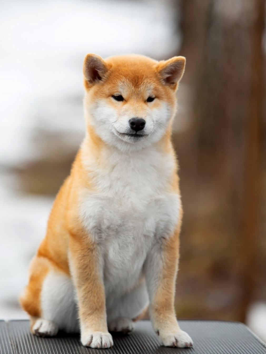 Ассоль * HANDZIMEMESITE ASOLL  сиба питомник Rubylight