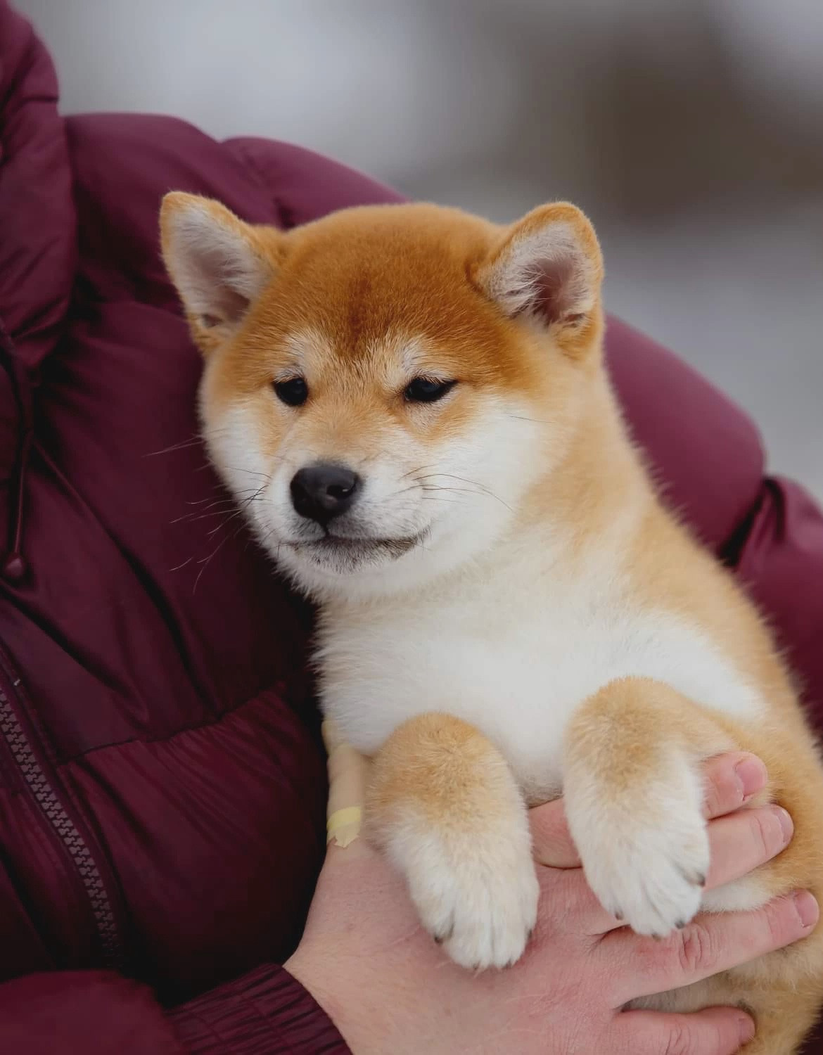 Ассоль * HANDZIMEMESITE ASOLL  сиба питомник Rubylight