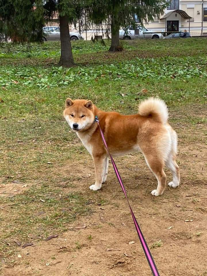 Отец Ассоль - Босс * SHIOMARU TURN IT INTO LOVE