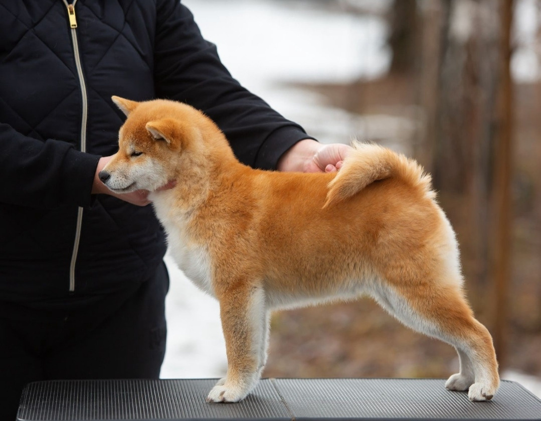 Ассоль * HANDZIMEMESITE ASOLL  сиба питомник Rubylight