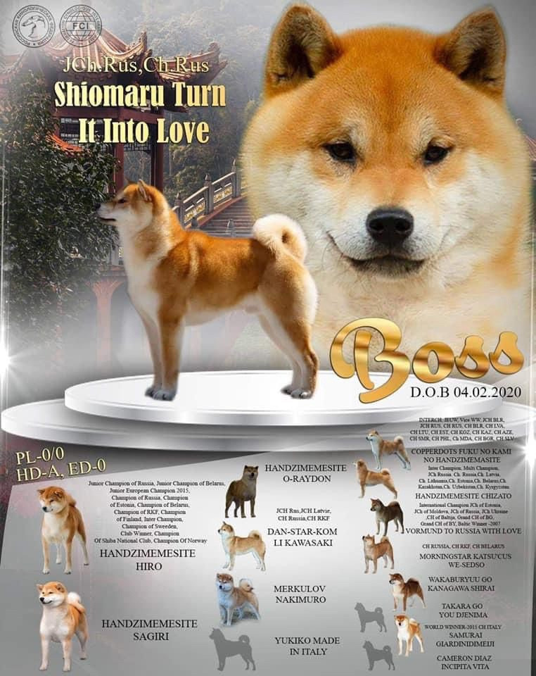 Отец Ассоль - Босс * SHIOMARU TURN IT INTO LOVE