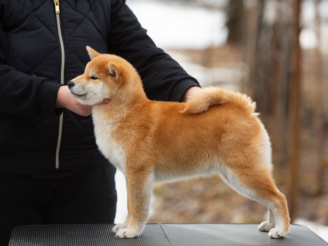 Ассоль * HANDZIMEMESITE ASOLL  сиба питомник Rubylight