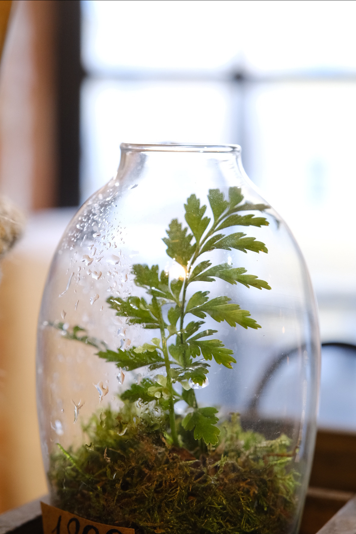 FERN fest. Индивидуальная фотосъёмка в Москве. Фотограф Василиса Тарасова