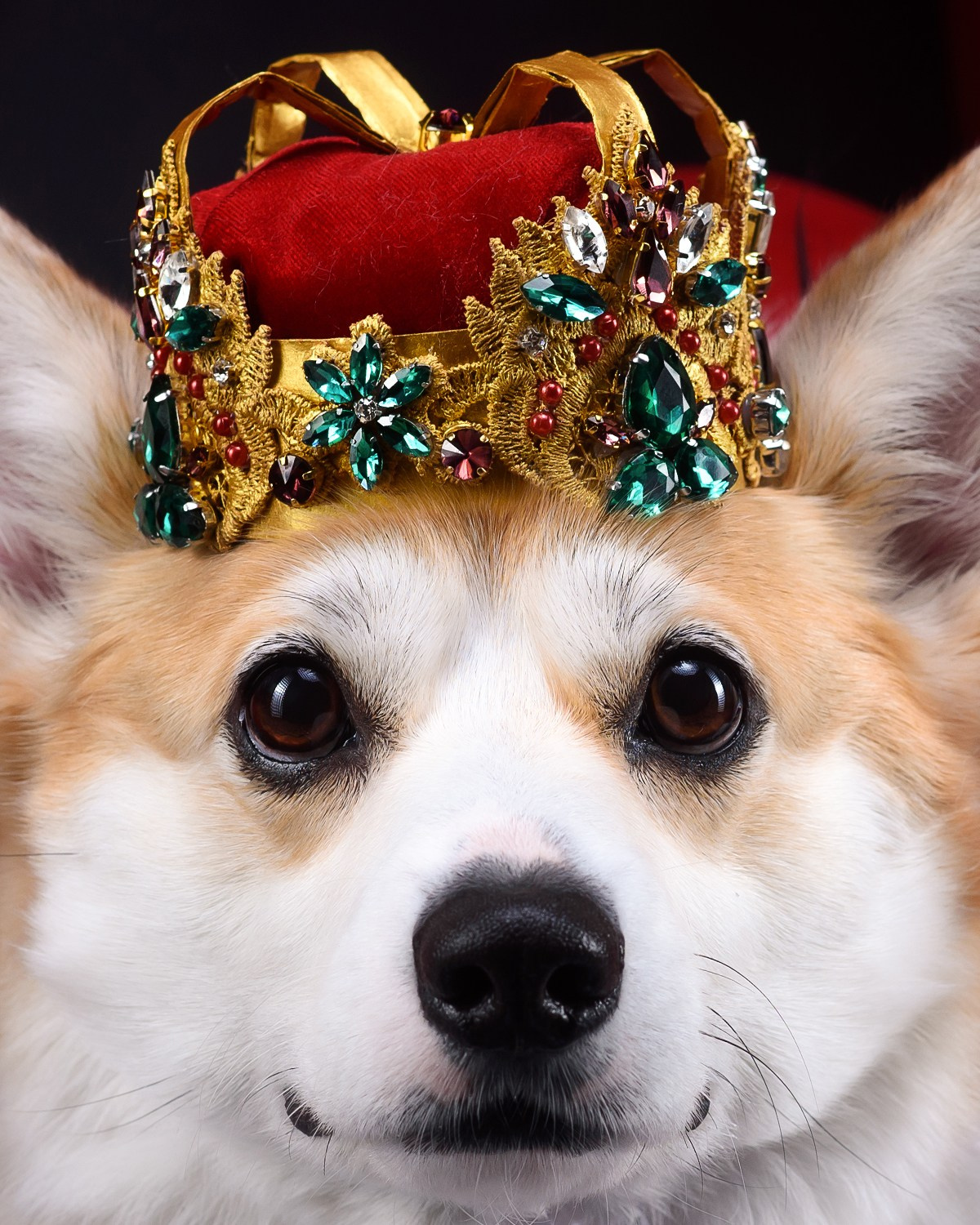 Королевская съемка — 20.05.2025. Фотограф — Анималист | Анна Абрамова