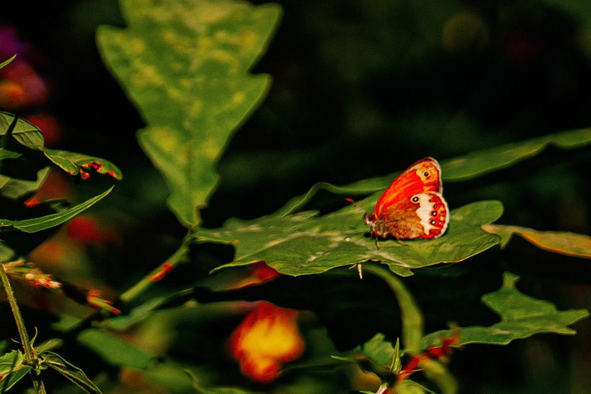 Butterfly. Lokos.pro Ник Соколов Фото и Видео Москва/Ростов-на-Дону