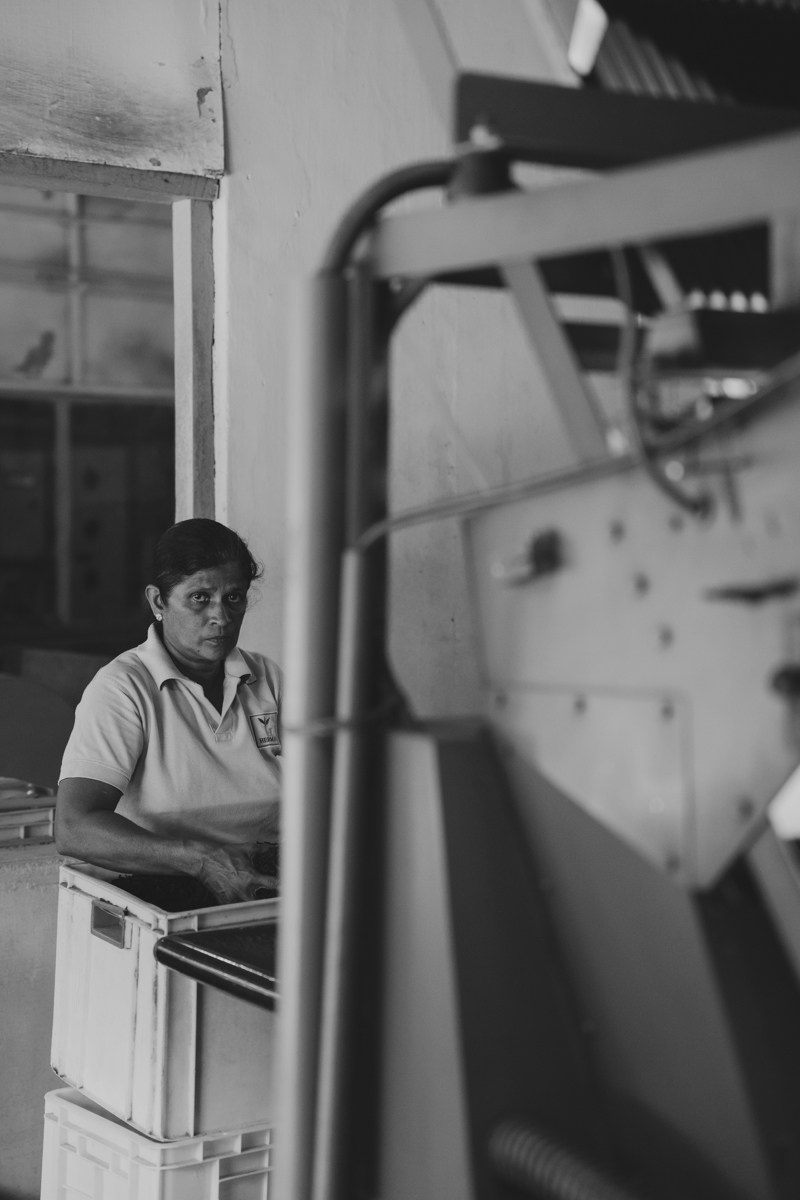 Шри-ланка. Ретрит «Bodу.Mind.Soul» Март 2024 Фото. Профессиональный фотограф Татьяна Евглевская