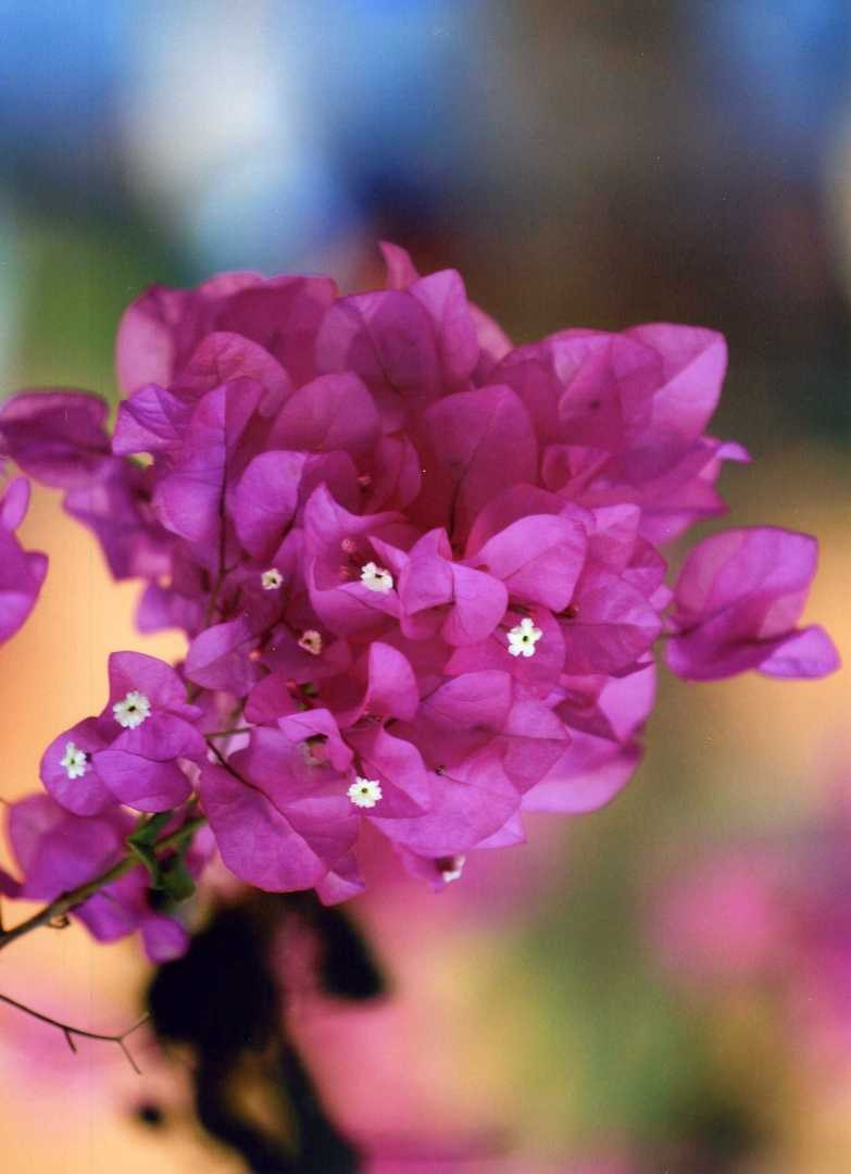 Египет 2008 г. Улица, люди, жизнь…