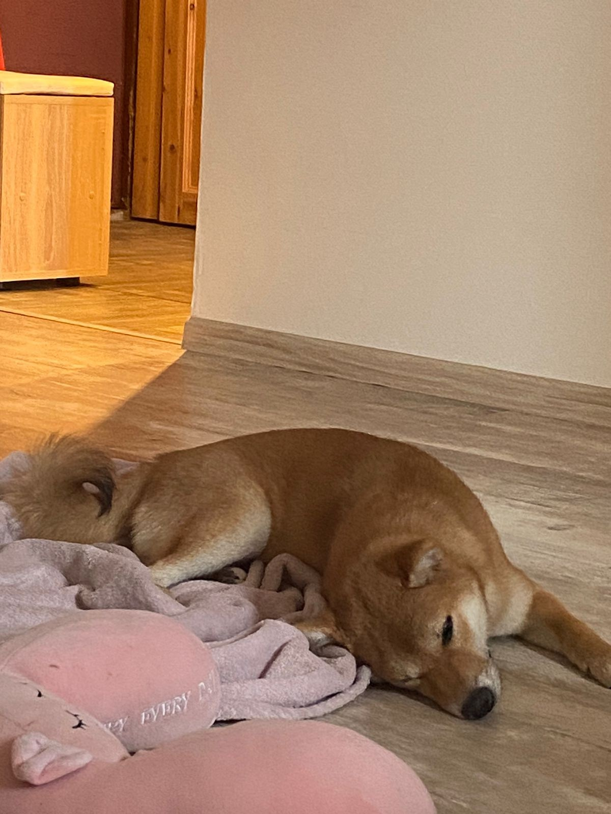 сиба питомник Рубилайт щенки на продажу rubylight  сиба щенки купить