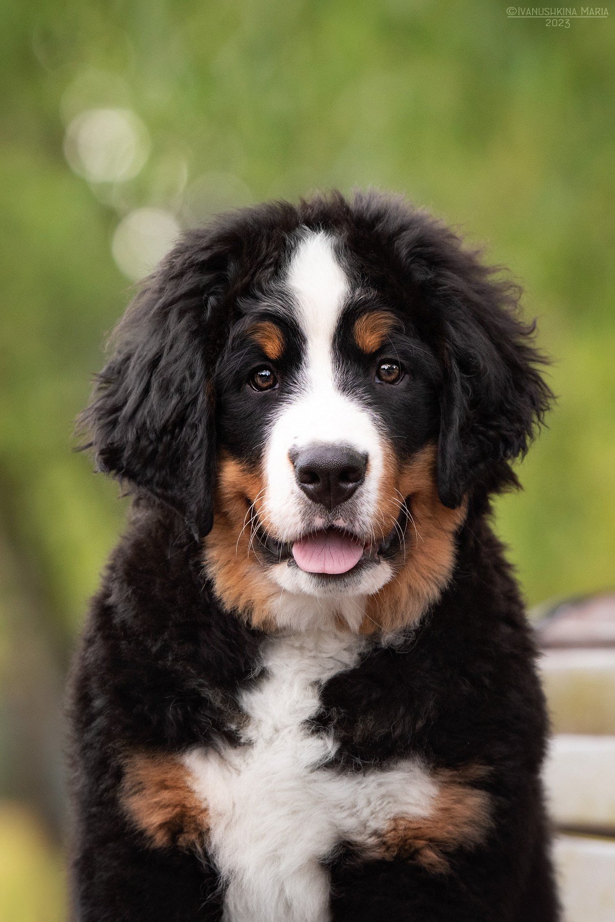 Фотосессия щенков на продажу. Фотограф собак в Москве и Московской области Иванушкина Мария
