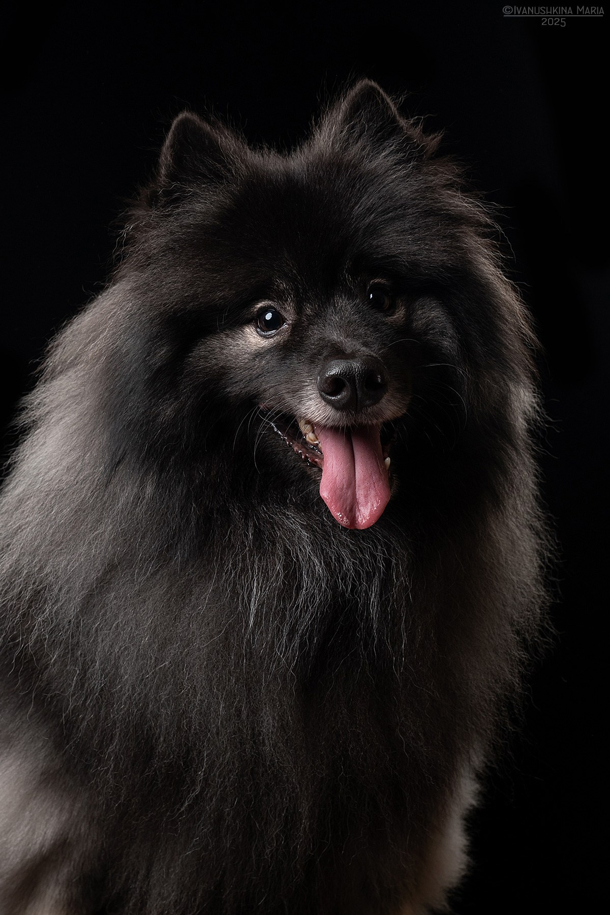 Фотосессия собаки в студии. Фотограф собак в Москве и Московской области Иванушкина Мария