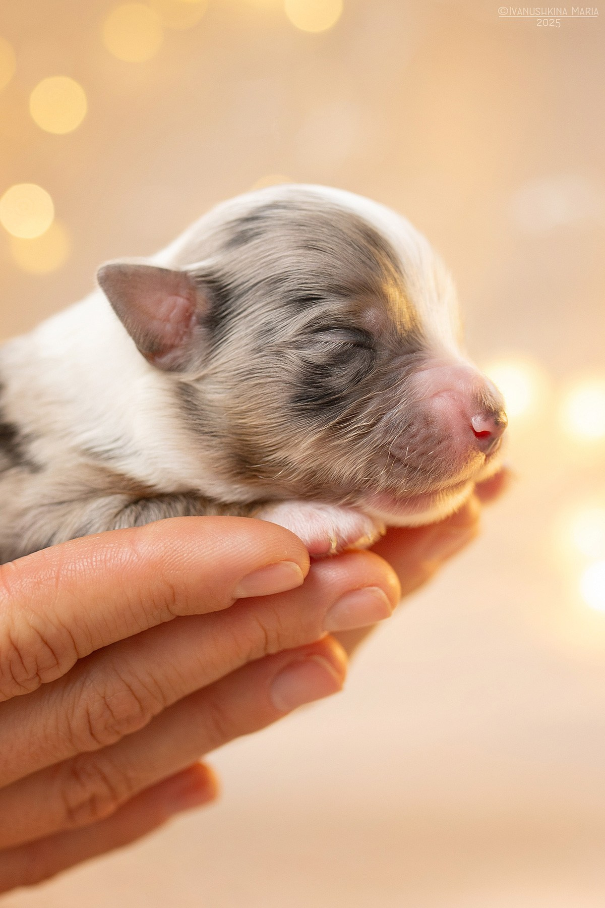 Ньюборн фотосессия щенков. Фотограф собак в Москве и Московской области Иванушкина Мария
