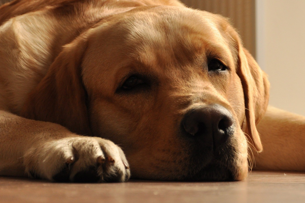 Зверье. Elnora Atnagulova Foodphotography