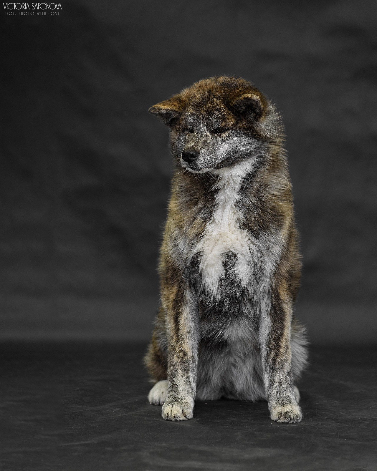 Акиты 03.12.2023. Фотограф анималист Благовещенск. Сафонова Виктория