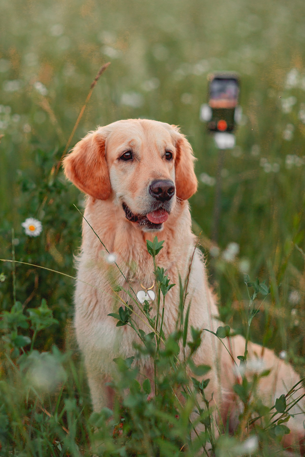 Марина и Чили. Семейный фотограф анималист Мария Крючкова