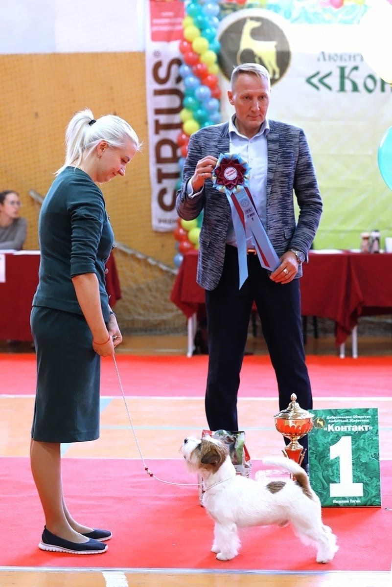 Lovely-Orange Kaizer. Lovely-Orange питомник джек рассел терьеров