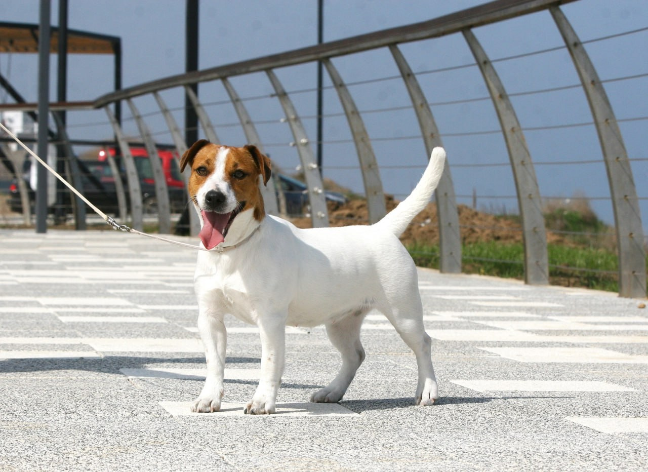 Diskaydzheks Uma Turman. Lovely-Orange питомник джек рассел терьеров