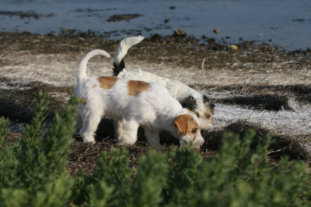 Жизнь питомника. Lovely-Orange питомник джек рассел терьеров