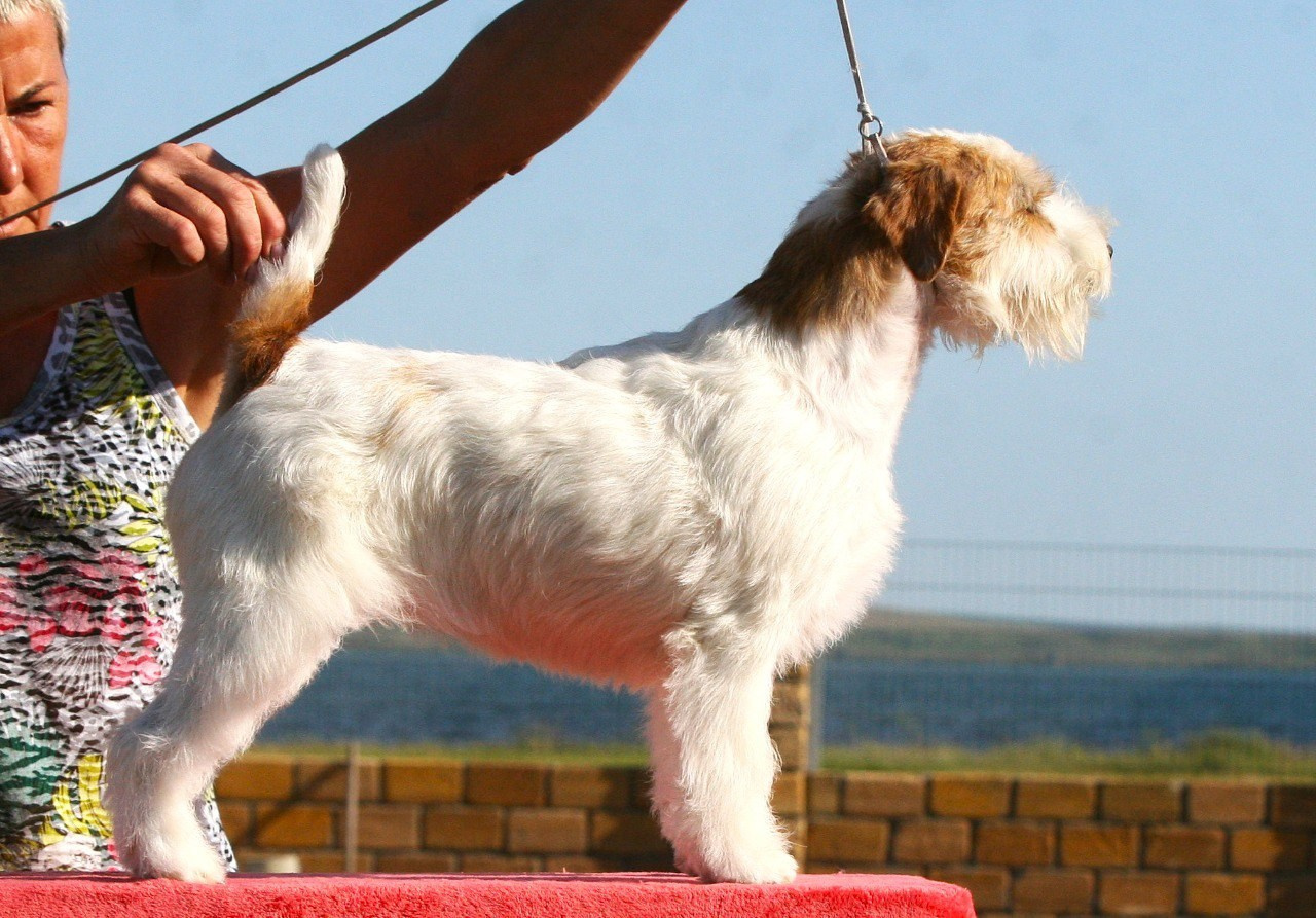 Lovely-Orange Colambina. Lovely-Orange питомник джек рассел терьеров