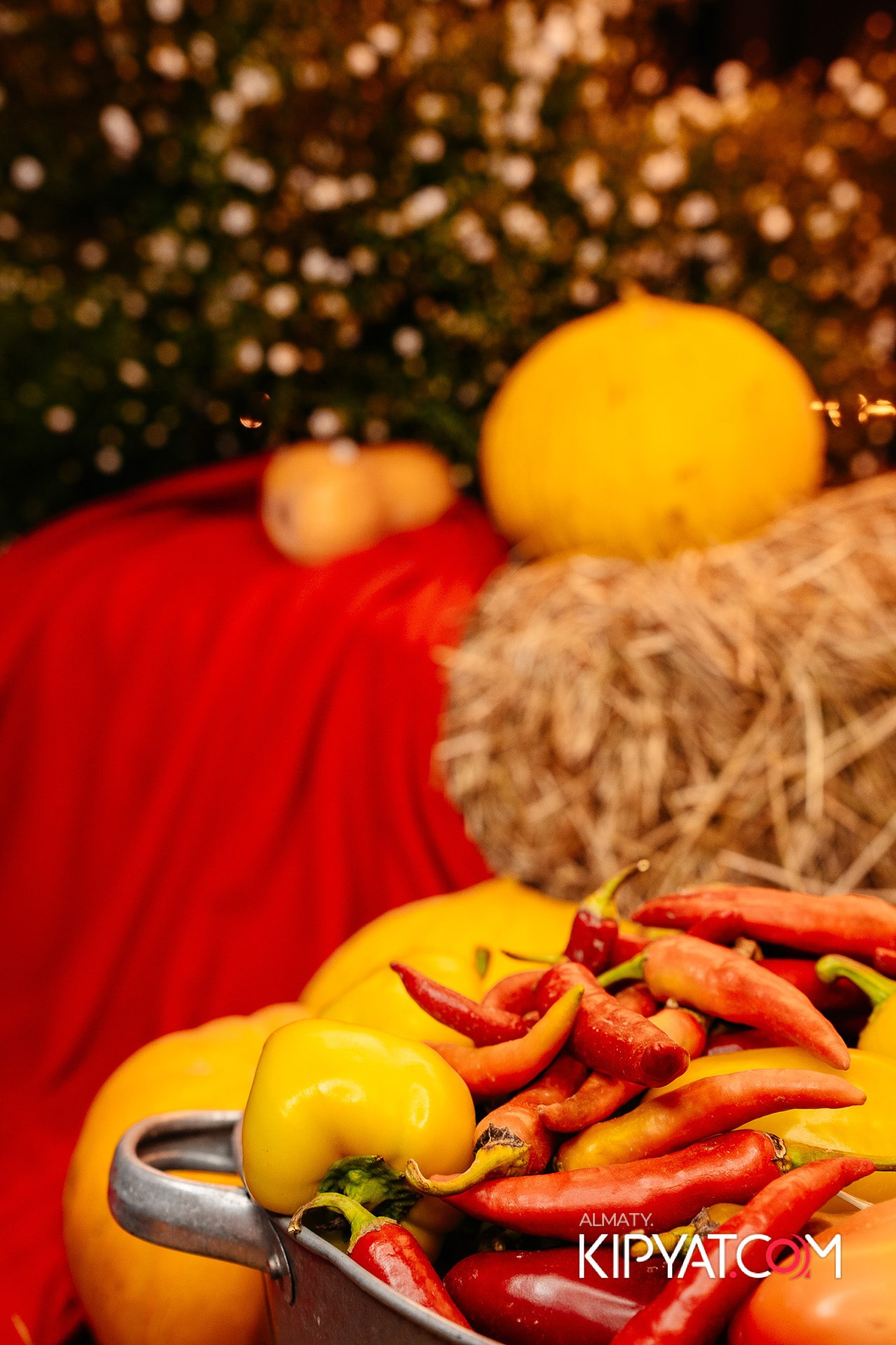 Пинта Premium. КИПЯТКОМ АЛМАТЫ!