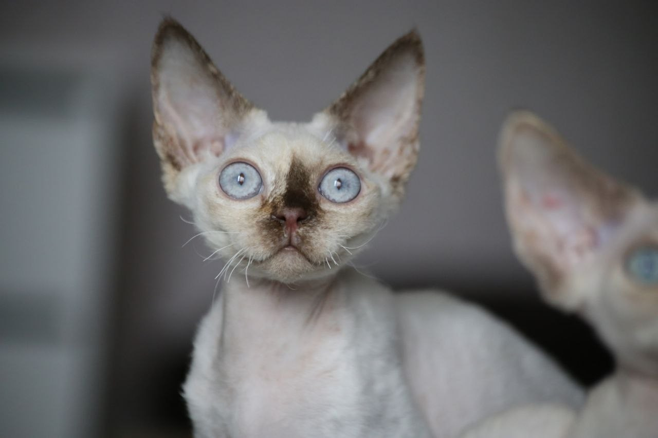 💜DRX h 33 кошка Nevskiy Favorite  Jalina д/р 15.11.25. Nevskiy Favorite — питомник девон-рексов в Санкт-Петербурге. Здоровые, ласковые и редкие котята