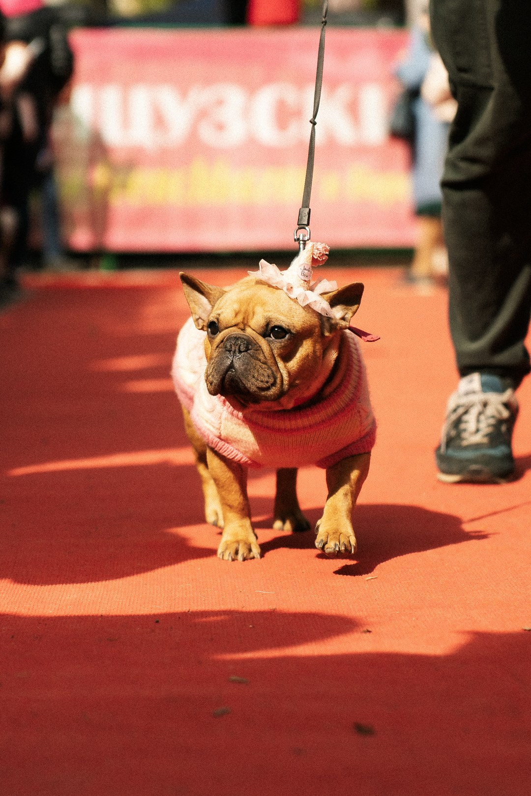 Парад Бульдогов. Axenov_eugene