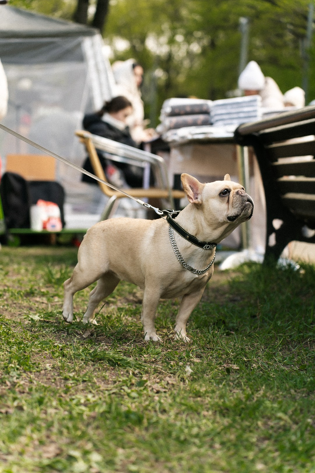 Парад Бульдогов. Axenov_eugene