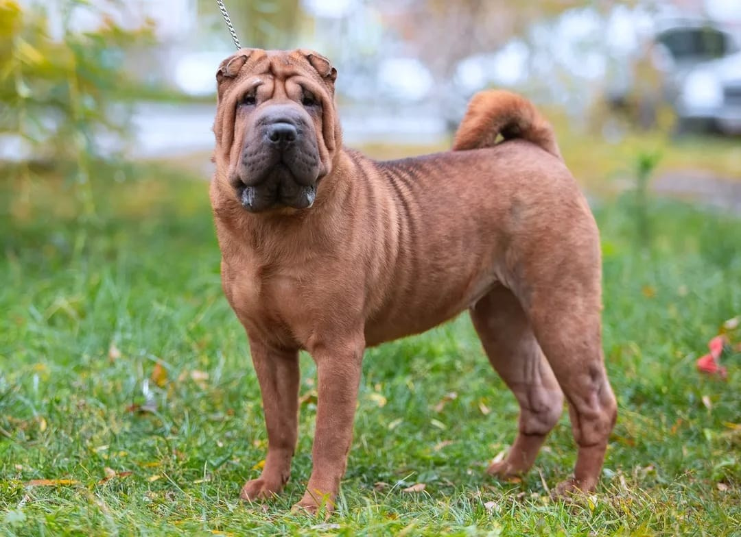 Купить Шарпей Воронеж, Купить Шарпея Воронеж, Купить щенка Шарпей Воронеж, ТОП питомник Шарпеев Воронеж, Питомник Шарпей  Воронеж, 