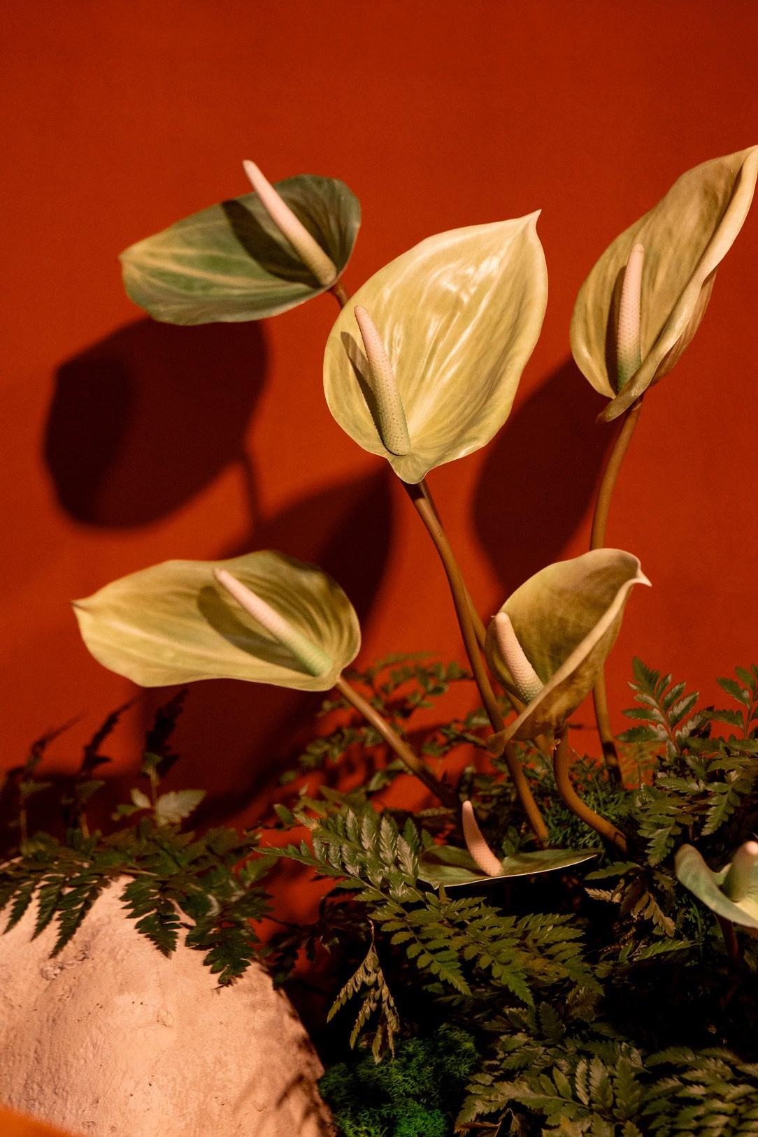 50 как 19 (Юбилей, Моральный Кодекс). Фотограф Антон Горин